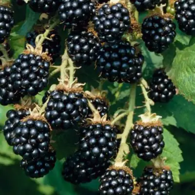 Ежевика БЛЭК САТИН бесшипная  в Калинковичах