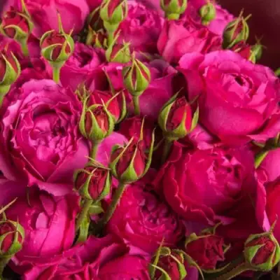 саженцы розы Фрутти Баблс