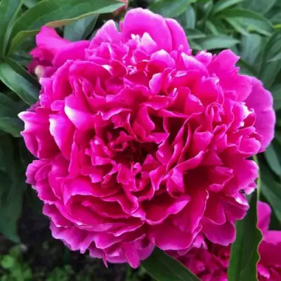 Пион КАРЛ РОЗЕНФЕЛЬД травянистый в Калинковичах