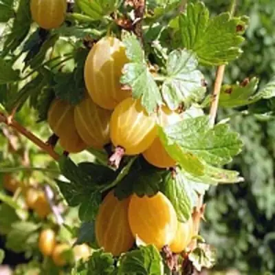 Крыжовник КУРШУ ДЗИНТАРС  в Калинковичах