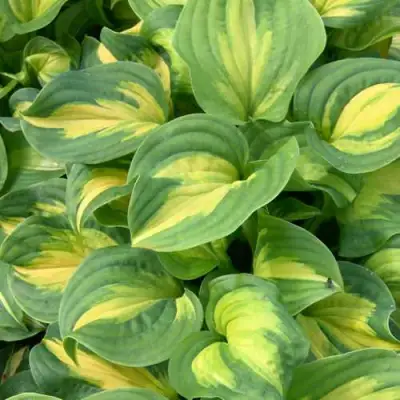 Хоста ЭМЕРАЛЬД ЧАРДЖЕР гибридная в Калинковичах