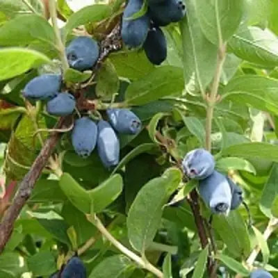 Жимолость съедобная НАРЫМСКАЯ в Калинковичах