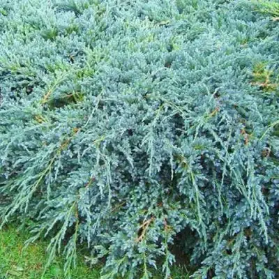 Можжевельник БЛЮ КАРПЕТ чешуйчатый в Калинковичах