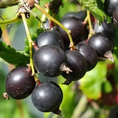 ЙОШТА в Калинковичах