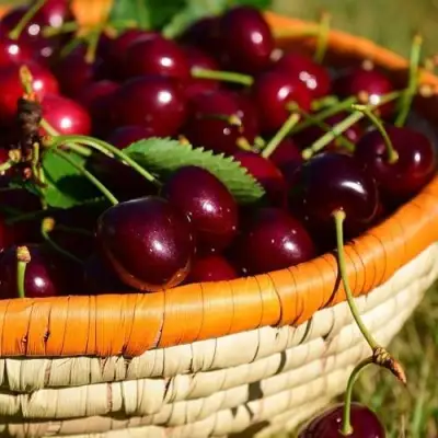 Вишня НЕСВИЖСКАЯ в Калинковичах