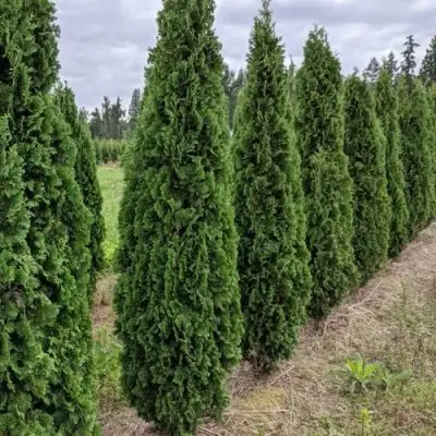Туя ДЕГРУТ СПАЙР западная в Калинковичах
