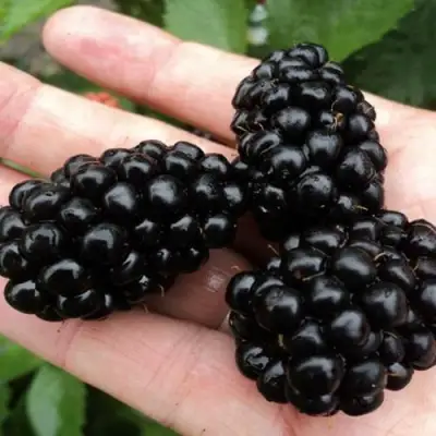 Ежевика ПОЛАР бесшипная  в Калинковичах