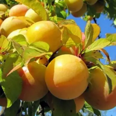 Слива МЕДОВАЯ ЖЁЛТАЯ в Калинковичах