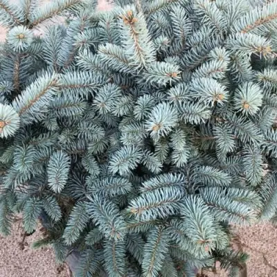 Ель ГЛАУКА колючая в Калинковичах