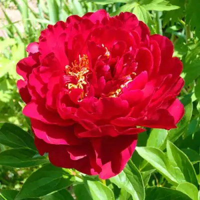 Пион ХРАБРЫЙ ВОИН травянистый в Калинковичах