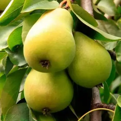 Груша НЕЖНОСТЬ колонновидная	 в Калинковичах