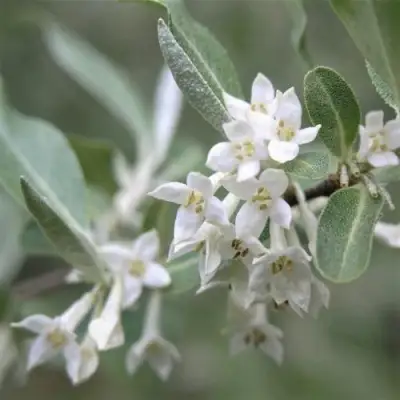 ЛОХ СЕРЕБРИСТЫЙ в Калинковичах