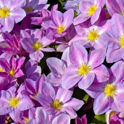 Клематис ЧЕЙНДЖ ОФ ХАРТ в Калинковичах