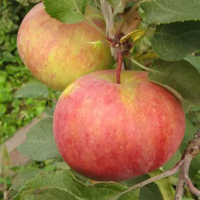 Яблоня ПЕРВОУРАЛЬСКОЕ в Калинковичах