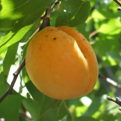 Абрикос ОРЛОВЧАНИН  в Калинковичах