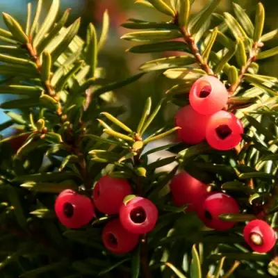 Тис ЭЛЕГАНТИССИМА ягодный в Калинковичах