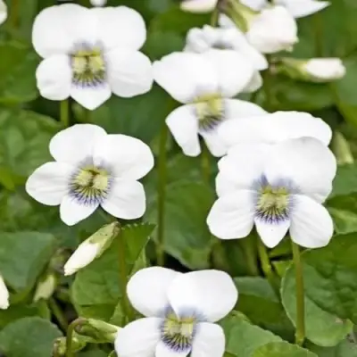 Фиалка АЛЬБИФЛОРА сестринская в Калинковичах