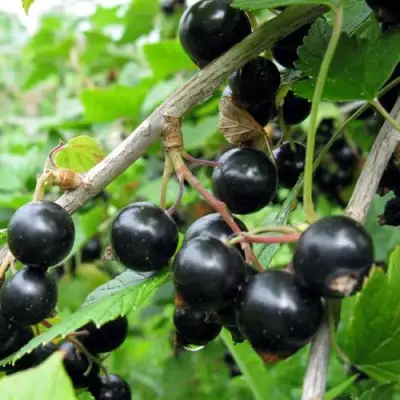 Смородина чёрная ЧЁРНЫЙ АИСТ в Калинковичах