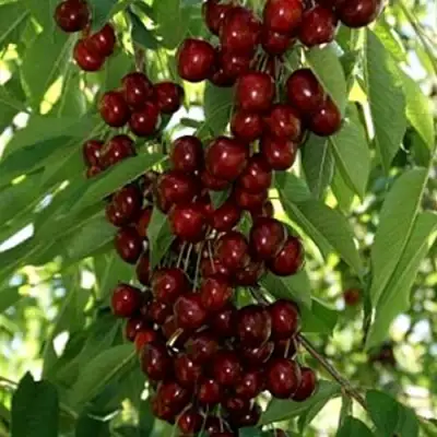 Черешня ХЕЛЕНА колоновидная в Калинковичах