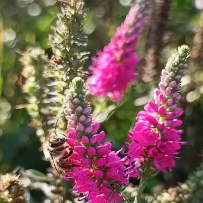 Вероника РОЗЕА колосковая в Калинковичах