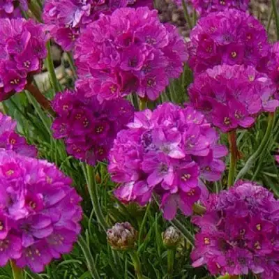 Армерия МОНИНГ СТАР ДИП РОУЗ в Калинковичах