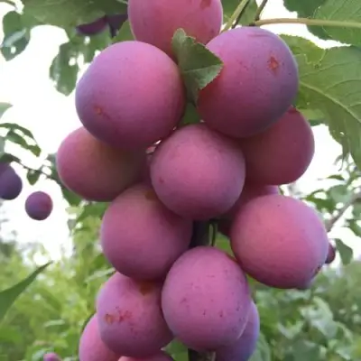 Слива ИМПЕРИАЛ колонновидная в Калинковичах