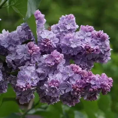 Сирень КАТЕРИНА ХАВЕМЕЙЕР в Калинковичах