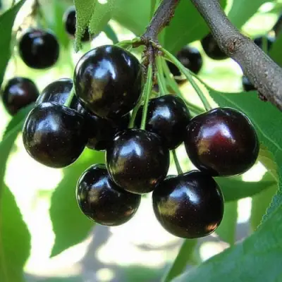 Вишня РОССОШАНСКАЯ ЧЕРНАЯ в Калинковичах