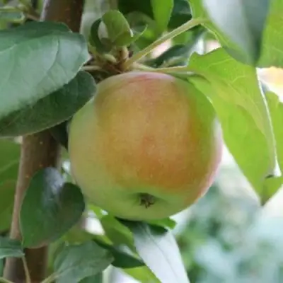 Яблоня ПОДСНЕЖНИК стелющаяся в Калинковичах