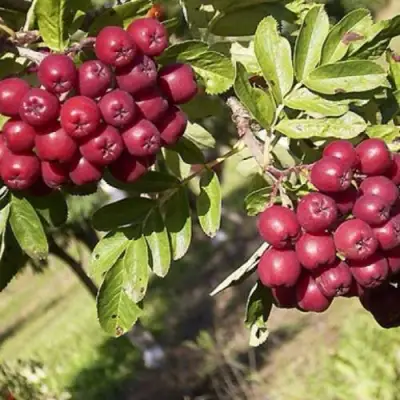 Рябина БУРКА сладкоплодная в Калинковичах