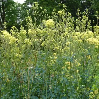 Василистник ГЛАУКУМ желтый в Калинковичах