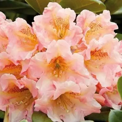 Рододендрон ФЛАУТАНДО в Калинковичах