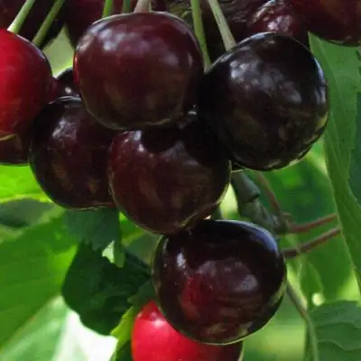 Черешня ВАЛЕРИЙ ЧКАЛОВ в Калинковичах