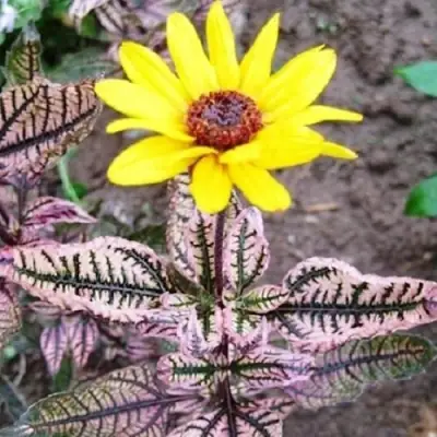 Гелиопсис САММЕР ПИНК в Калинковичах