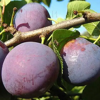 Слива СТАРТОВАЯ в Калинковичах