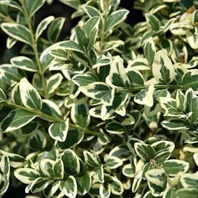 Бирючина ВАРИЕГАТУМ овальнолистная в Калинковичах