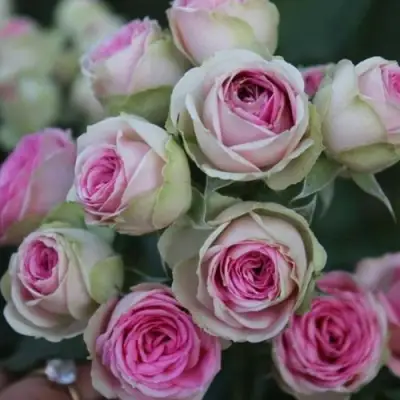 Роза МИМИ ЭДЕН спрей в Калинковичах