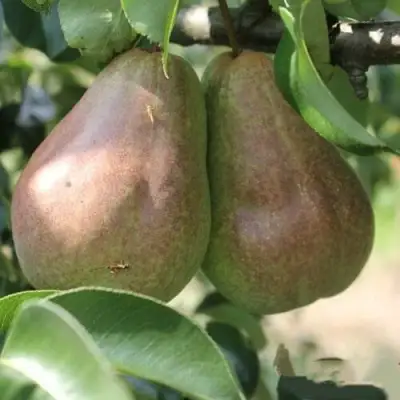 Груша БРЯНСКАЯ КРАСАВИЦА в Калинковичах