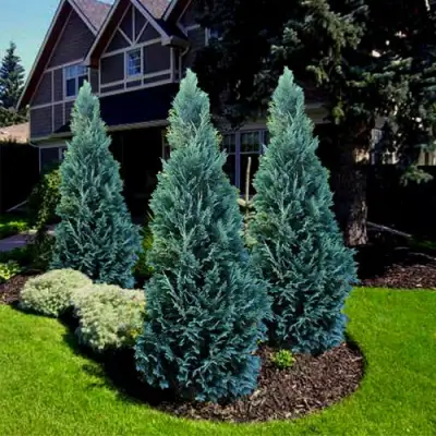 Кипарисовик ВАН ПЕЛЬТС БЛЮ лавсона в Калинковичах