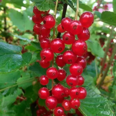 Смородина красная КОНСТАНТИНОВСКАЯ в Калинковичах