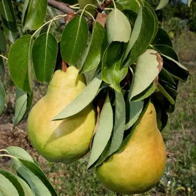 Груша ДЮШЕС ЛЕТНИЙ в Калинковичах