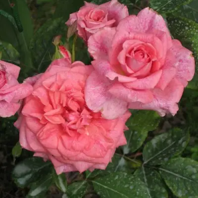 Роза ПЬЕР КАРДЕН чайно-гибридная в Калинковичах