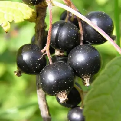 Смородина чёрная ПАМЯТЬ ВАВИЛОВА в Калинковичах