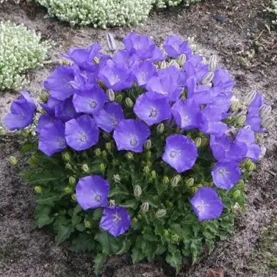 Колокольчик САНТА карпатский в Калинковичах