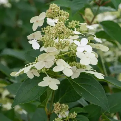 Гортензия ПРИМ ВАЙТ метельчатая в Калинковичах