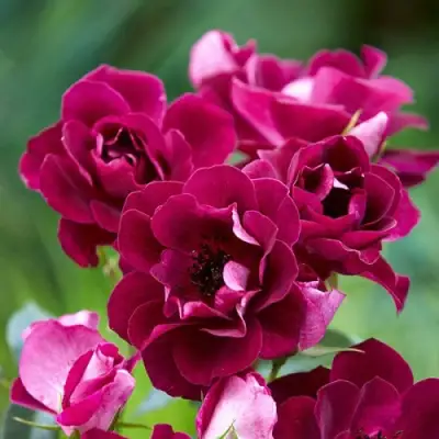 Роза БУРГУНДИ АЙС флорибунда в Калинковичах