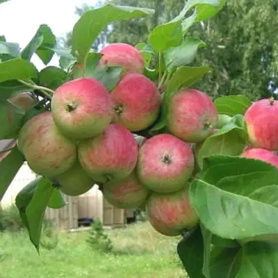 Яблоня ГРУШОВКА МОСКОВСКАЯ в Калинковичах