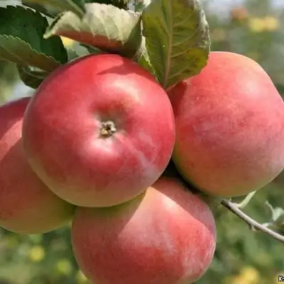 Яблоня ВЭМ-РОЗОВЫЙ в Калинковичах