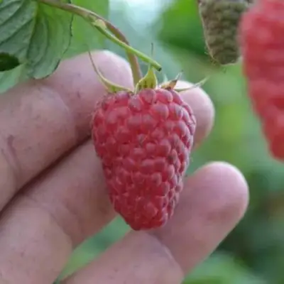 Малина КОРПИКО в Калинковичах