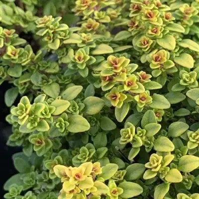 Тимьян АРЧЕРЗ ГОЛД в Калинковичах